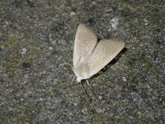 Arenostola phragmitidis