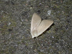 Arenostola phragmitidis