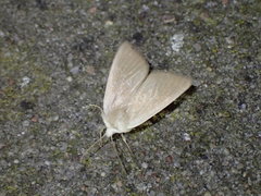 Arenostola phragmitidis