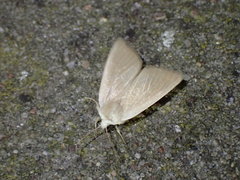 Arenostola phragmitidis