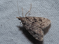 Eudonia truncicolella