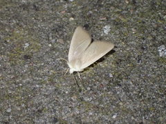 Arenostola phragmitidis