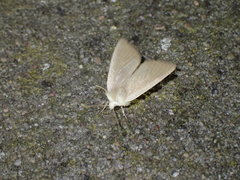 Arenostola phragmitidis