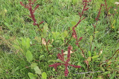Rumex nepalensis