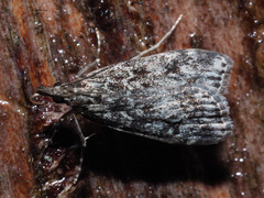 Eudonia truncicolella