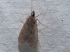 Eudonia truncicolella