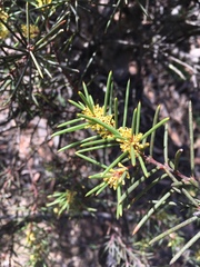 Hakea pachyphylla