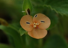Murdannia lanuginosa