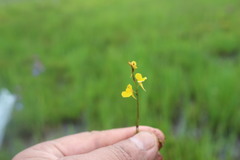Utricularia recta