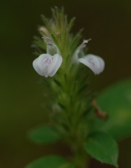 Rostellularia procumbens