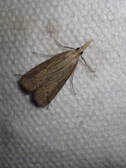 Schoenobius gigantella
