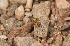Phidippus apacheanus