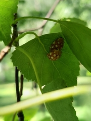 Halyzia sedecimguttata