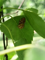 Halyzia sedecimguttata