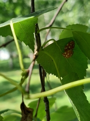 Halyzia sedecimguttata