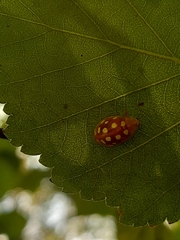 Halyzia sedecimguttata