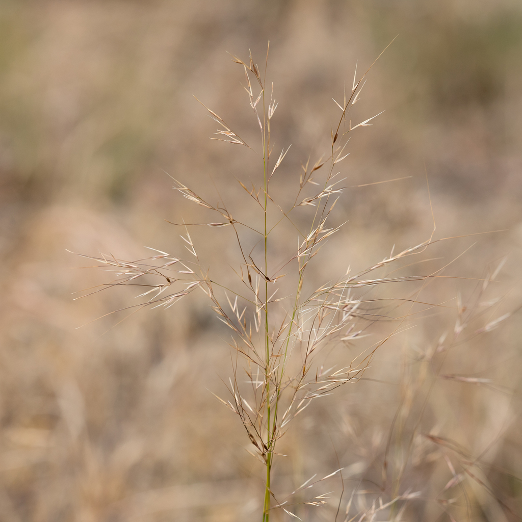 Austrostipa exilis