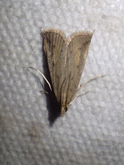Schoenobius gigantella