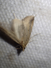 Schoenobius gigantella