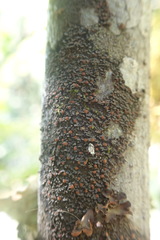 Fuscopannaria pacifica