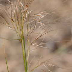 Austrostipa exilis