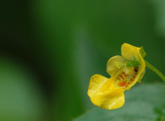 Impatiens dalzellii