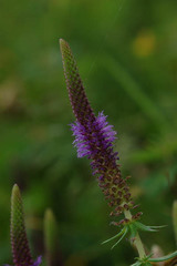 Pogostemon deccanensis