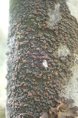 Fuscopannaria pacifica