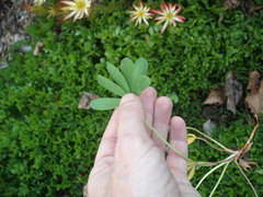 Oxalis flava