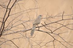 Taccocua leschenaultii