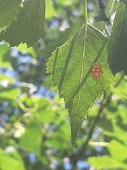 Halyzia sedecimguttata