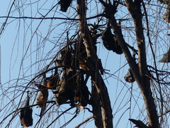 Pteropus poliocephalus