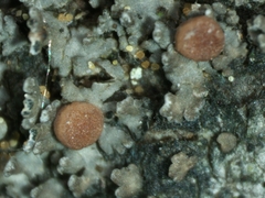 Fuscopannaria pacifica