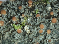 Fuscopannaria pacifica