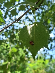 Harmonia axyridis