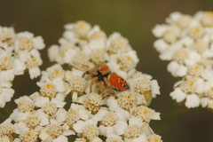 Phidippus apacheanus