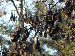 Pteropus poliocephalus