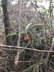 Grevillea diffusa