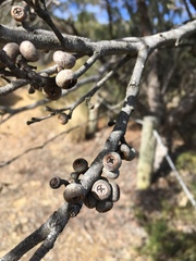 Eucalyptus ligustrina