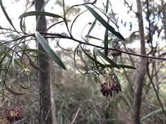 Grevillea diffusa