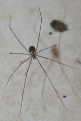 Physocyclus globosus