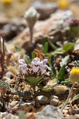 Prunella cretensis