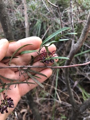 Grevillea diffusa