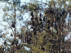 Pteropus poliocephalus