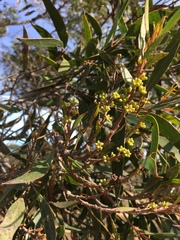 Eucalyptus ligustrina
