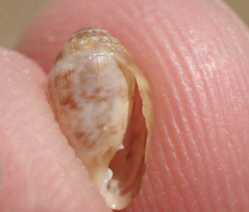 Two-toothed Marsh Snail