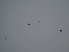 Psittacus erithacus erithacus