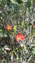 Silene laciniata laciniata