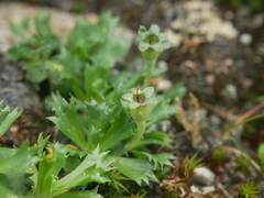 Primula minima