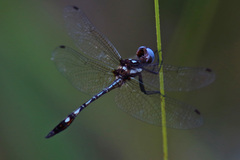 Macrothemis imitans